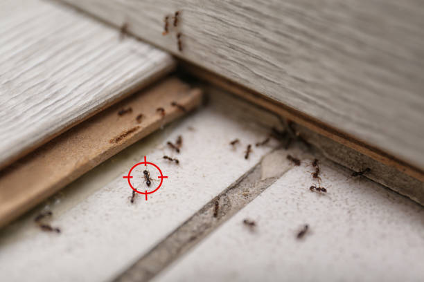 Best Pest Control for Businesses  in Clyde Hill, WA