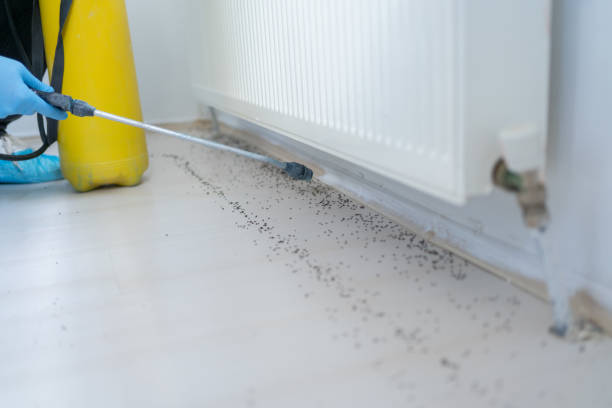 Flea Control Services in Clyde Hill, WA